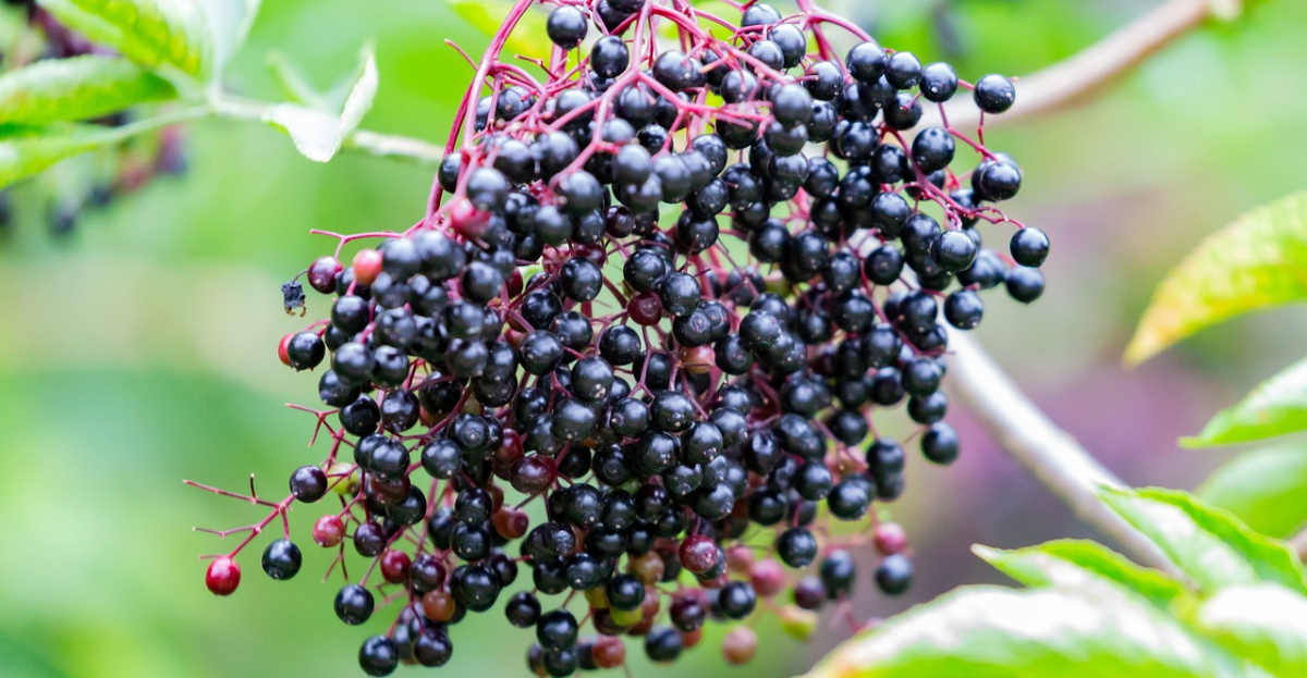 Elderberries